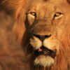 Lions Set to Return to Rwanda’s Akagera National Park