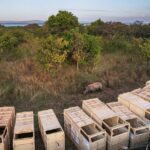 Southern White Rhinos