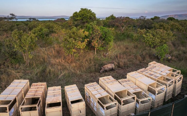Southern White Rhinos